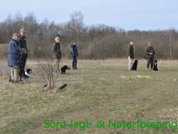Hundetræning forår 2015
